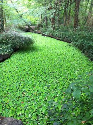 Weg &uuml;ber ein Bl&auml;ttermeer. Aber Vorsicht, beim Betreten gibt es nasse F&uuml;sse. 